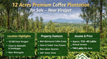 12 acre premium coeffe plantation for sale  near virajpete