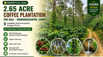 2.65 acres coeffe plantation for sale near shanivarsanthe coorg