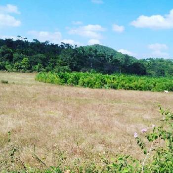 2 acre 25 gunta agri land for sale in sakleshpura