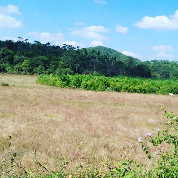 2 acre 25 gunta agri land for sale in sakleshpura