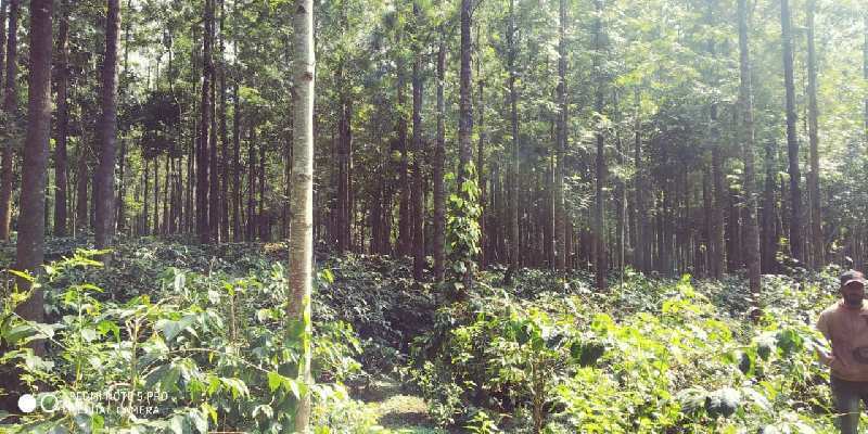 8 acre coffee estate for sale in chikkamagaluru