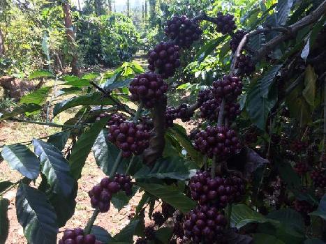3.3 acre coffee estate in mudigere