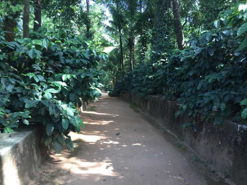 70 acre coffee estate for sale in belur ,hassan