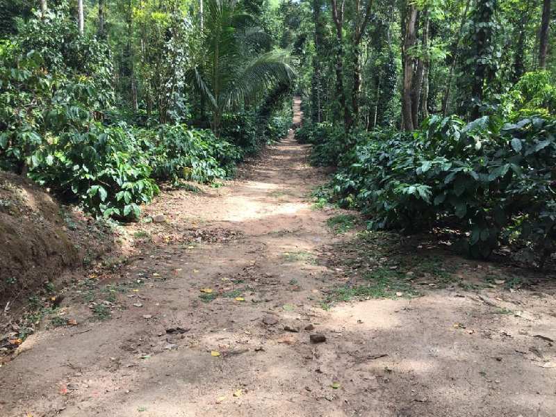 70 acre coffee estate for sale in belur ,hassan