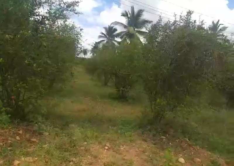 4 acre farm land for sale in kadur ,chikkamagaluru