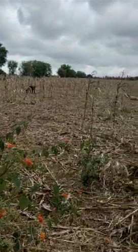 5 Acre Agricultural/Farm Land for Sale in Kadur, Chikmagalur