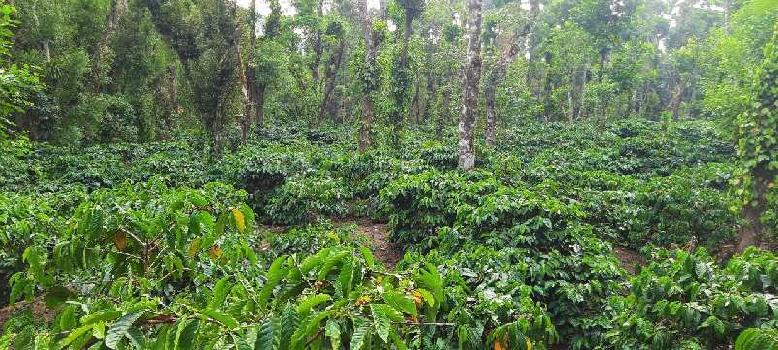 4 acre coffee estate for sale in mudigere,cikkamagaluru