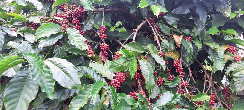 4 acre coffee estate for sale in mudigere,cikkamagaluru