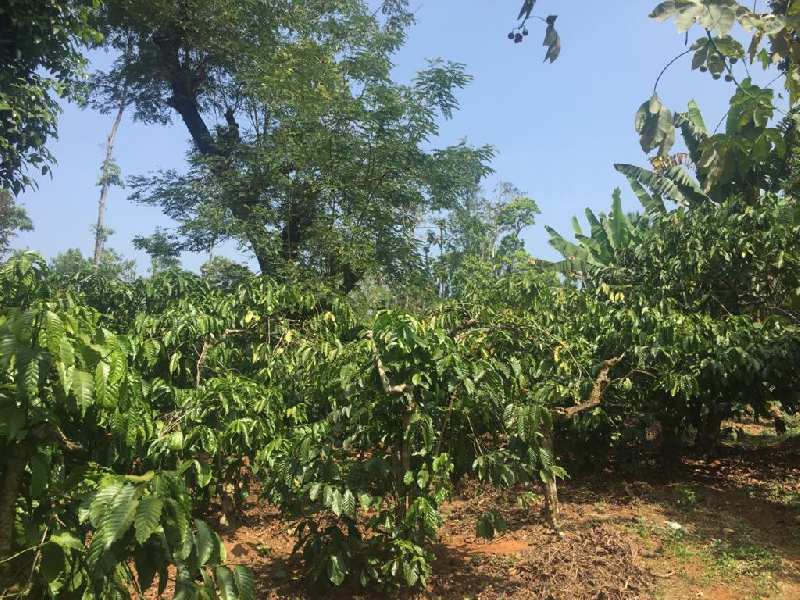 1 acre coffee estate for sale in mudigere