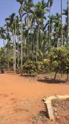 8 acres beautiful farm land Available for sale in Doddabelavangala- Doddballapura