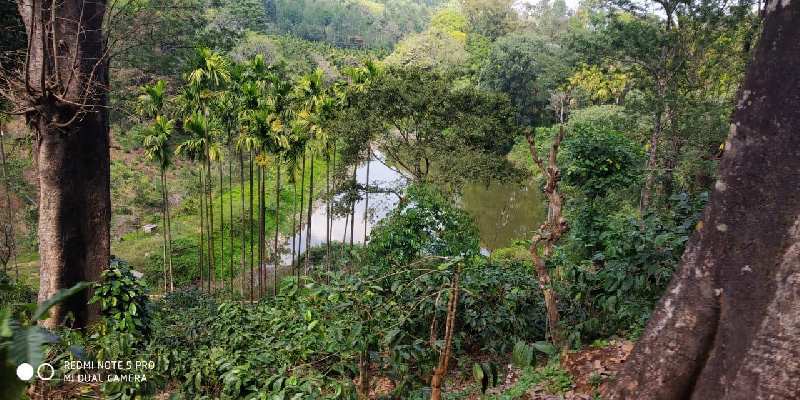 350 acres coffee estate for sale in Chikkamagaluru