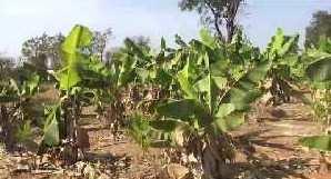5 acres beautiful farm land Available for sale in Doddballapura- Bengaluru