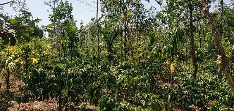 2 acre coffee estate with house for sale