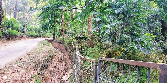 5 acre neglected coffee plantation for sale