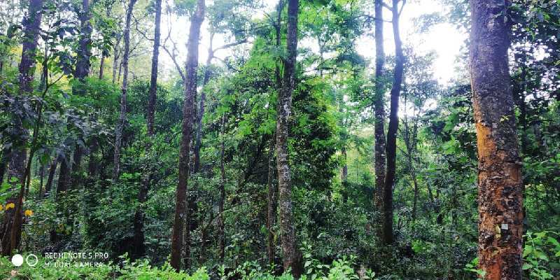 5 acre neglected coffee plantation for sale