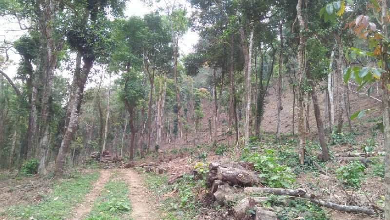 8 acre young coffee plantation for sale in Mudigere