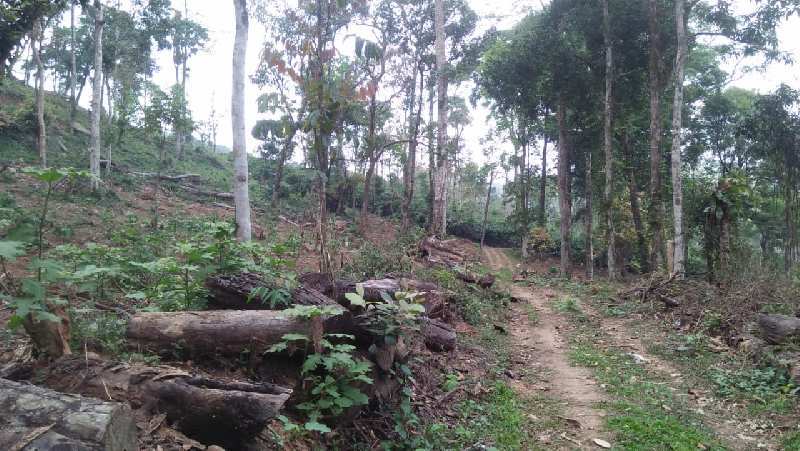 8 acre young coffee plantation for sale in Mudigere