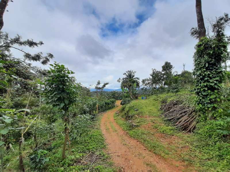 9 acre plantation for sale in Chikkamagaluru With antique house