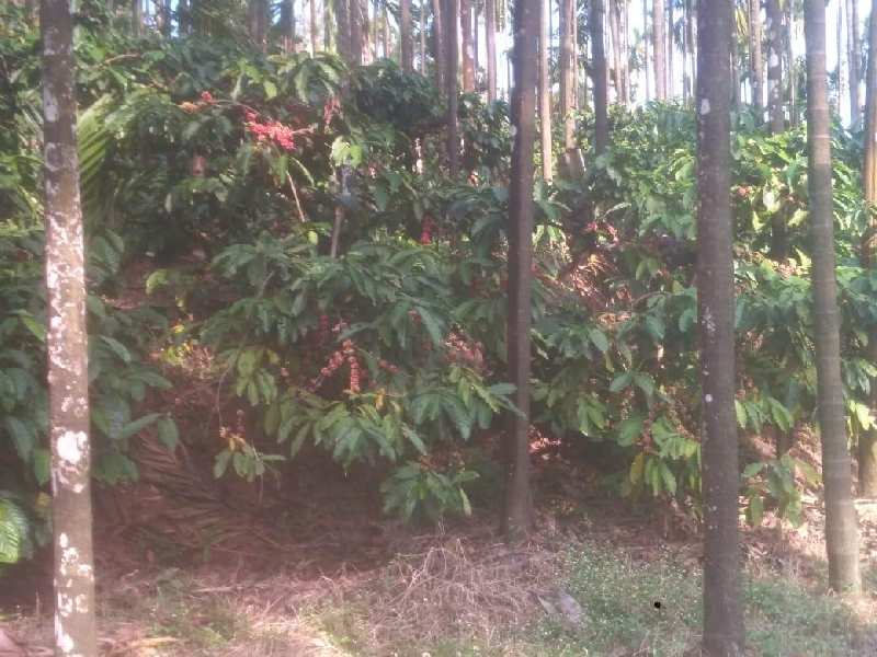 9 acre plantation for sale in Chikkamagaluru With antique house