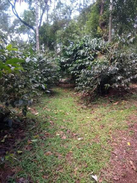 12 acre well maintained coffee estate for sale Near Hirekolale - Chikkamgaluru