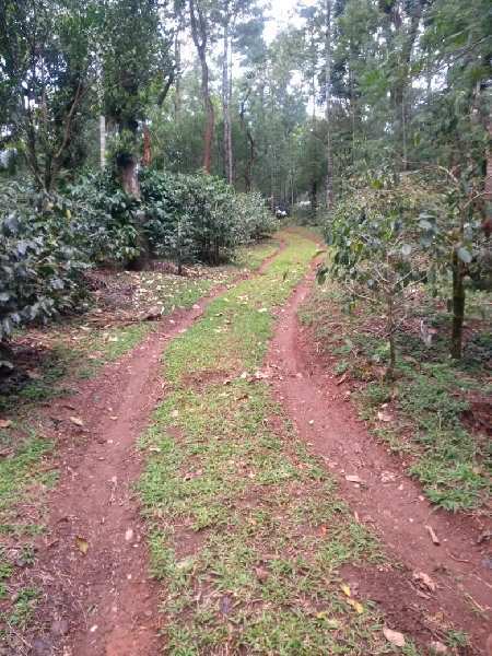 12 acre well maintained coffee estate for sale Near Hirekolale - Chikkamgaluru