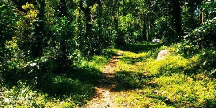 3 acre 3 Gunta coffee estate for sale in Chikkamagaluru
