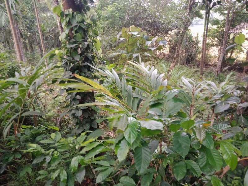 17 acre coffee estate for sale in Mudigere