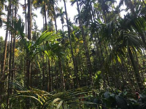 4 acre coffee and Areca plantation for sale  Saklehspura - mudigere border