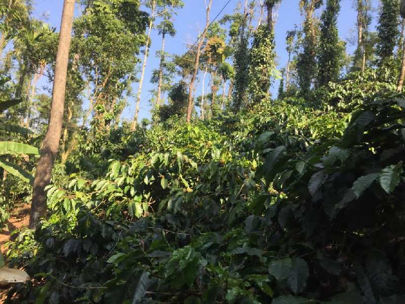 4 acre coffee and Areca plantation for sale  Saklehspura - mudigere border