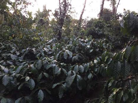 5.5 acre well maintained estate for sale in Mudigere