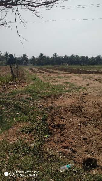 2.5 acre land for sale - Hassan Belur road