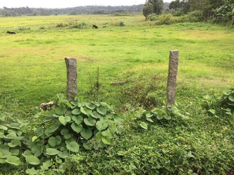 2 Acre Agricultural/Farm Land for Sale in Mudigere, Chikmagalur