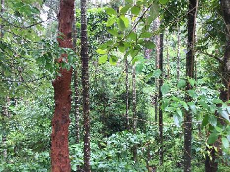 6.5 acre farm land for sale in mudigere