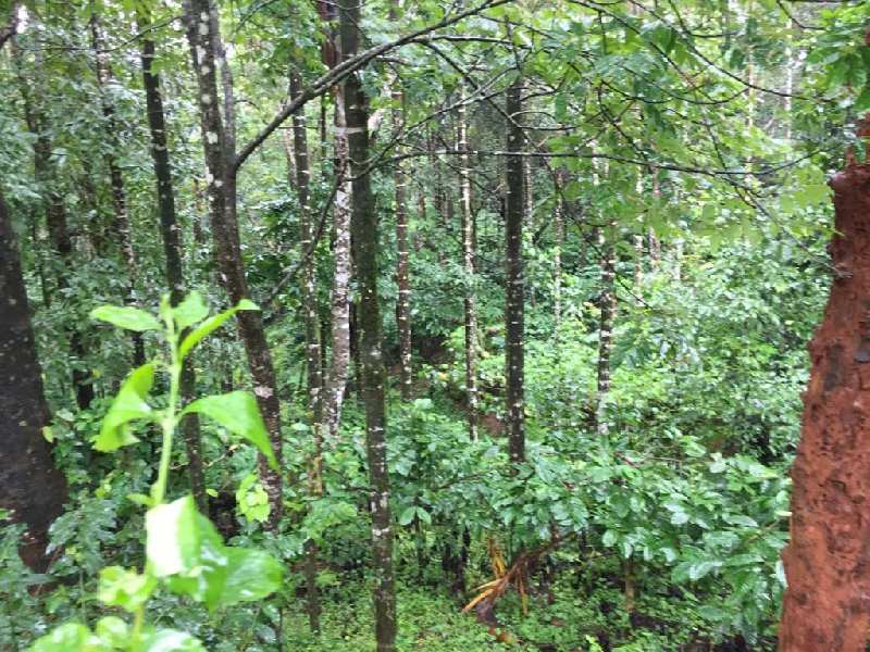 6.5 acre farm land for sale in mudigere