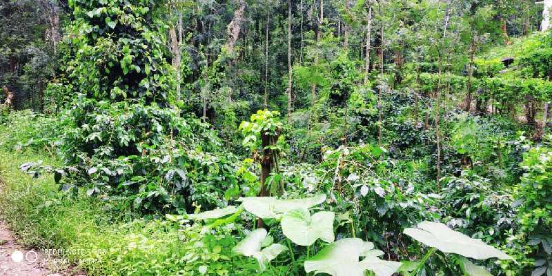 6 acre coffee estate for sale in Chikmagalur