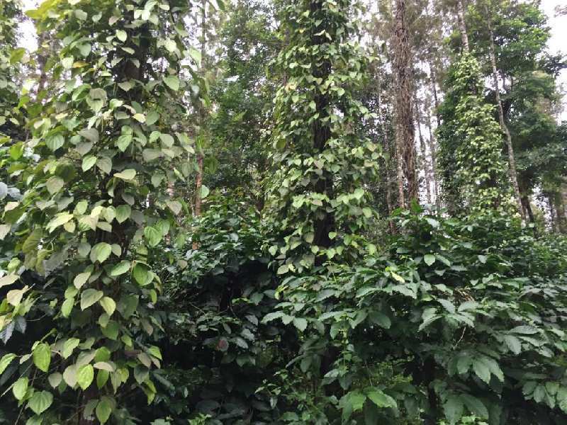 5 acre coffee and pepper plantation for sale in mudigere, Chikmagalur