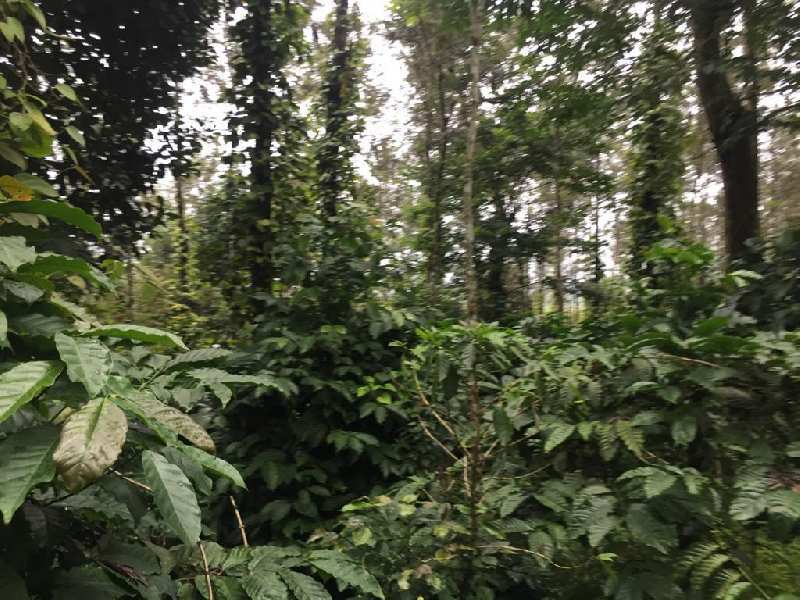 5 acre coffee and pepper plantation for sale in mudigere, Chikmagalur