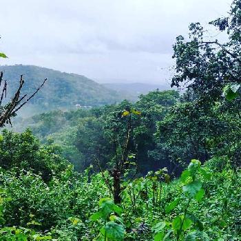 15 acre average maintained coffee estate for sale in mudigere