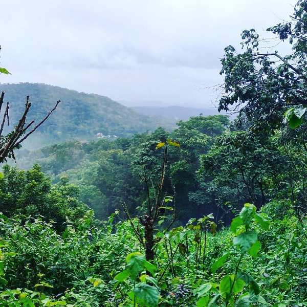 15 acre average maintained coffee estate for sale in mudigere