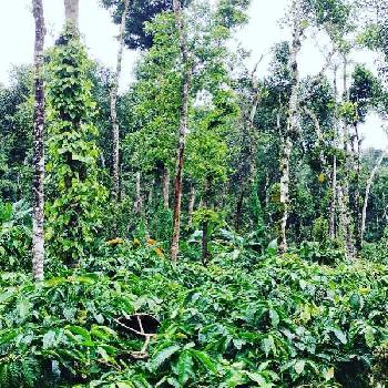 8 acre well maintained coffee estate for sale in mudigere