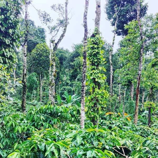 8 acre well maintained coffee estate for sale in mudigere