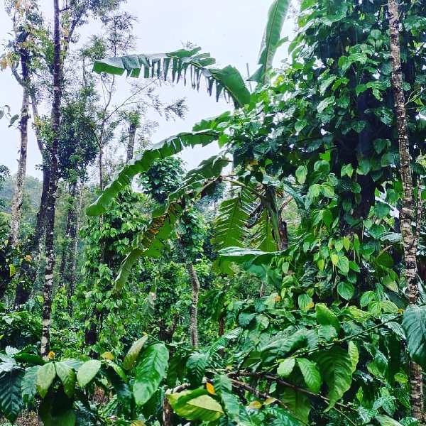 8 acre well maintained coffee estate for sale in mudigere