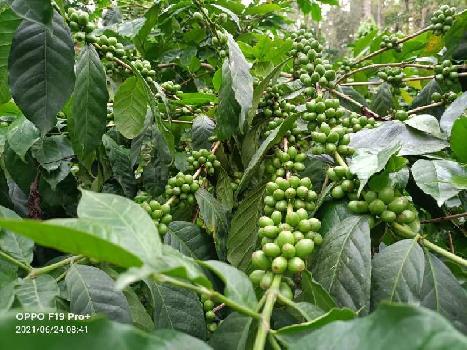3 acre well maintained arabica coffee estate for sale