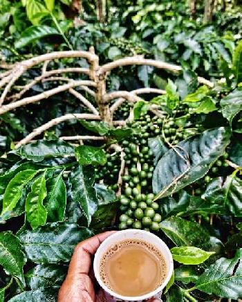 1.2 acre coffee estate for sale in Chikmagalur