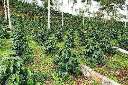 53 acre coffee esate for sale in sakleshpura
