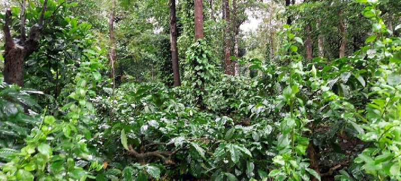 3.5 acre coffee estate for sale in somvarpet, coorg