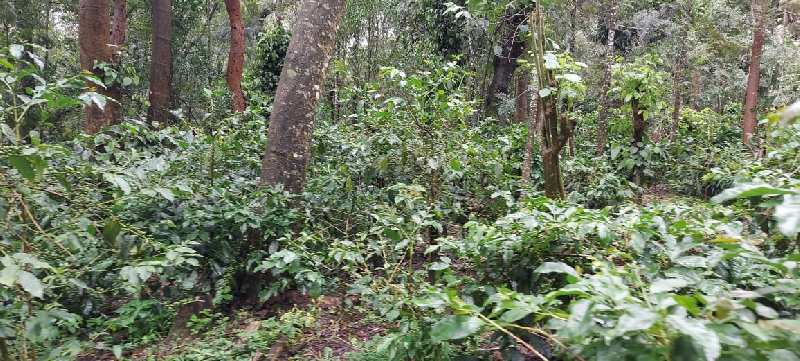 3.5 acre coffee estate for sale in somvarpet, coorg