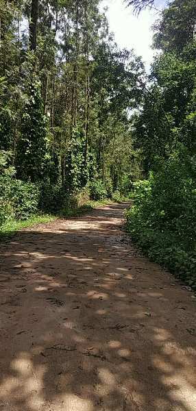 1 acre coffe and pepper plantation for sale in Chikmagalur