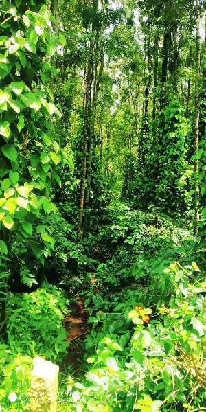 1 acre coffe and pepper plantation for sale in Chikmagalur