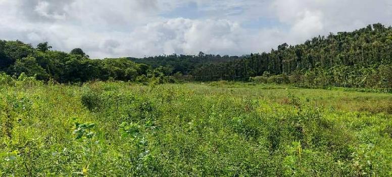 5 Acre Agricultural/Farm Land for Sale in Mudigere, Chikmagalur